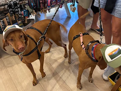 Two brown dogs wearing hats explore a boutique shop with colorful collars and leashes on display.