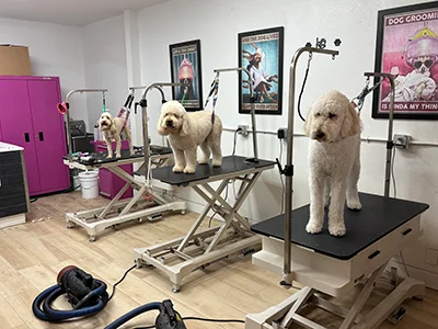 Three doodle dogs stand on grooming tables in a bright grooming room with humorous pet posters and grooming equipment.