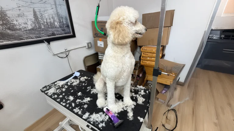 White poodle sits on a grooming table surrounded by loose fur with a purple trimmer nearby.