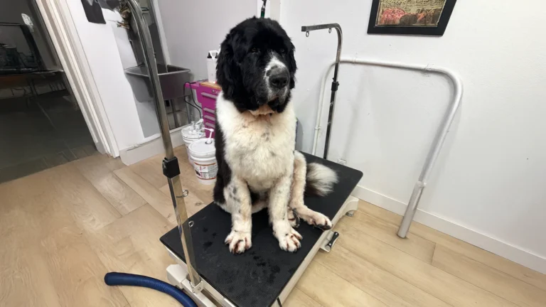Giant black and white dog sits calmly on a grooming table inside a grooming salon.