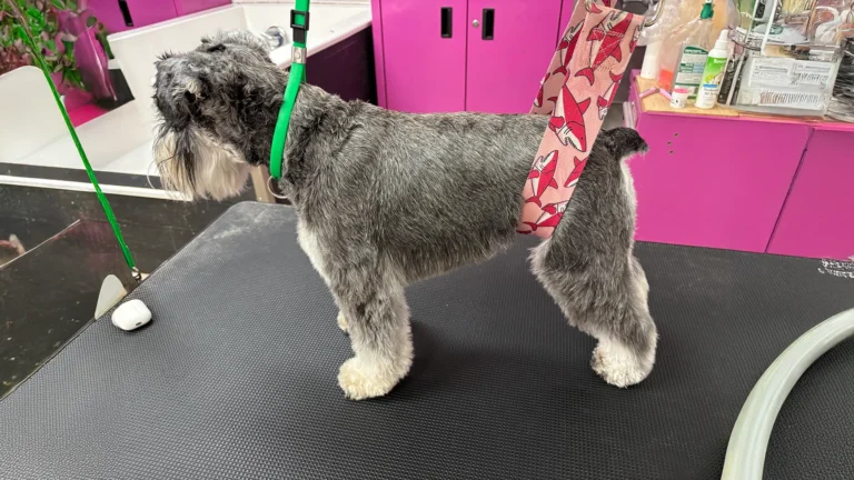 Schnauzer stands on a grooming table with a green collar and pink shark-patterned support strap in a vibrant grooming room.